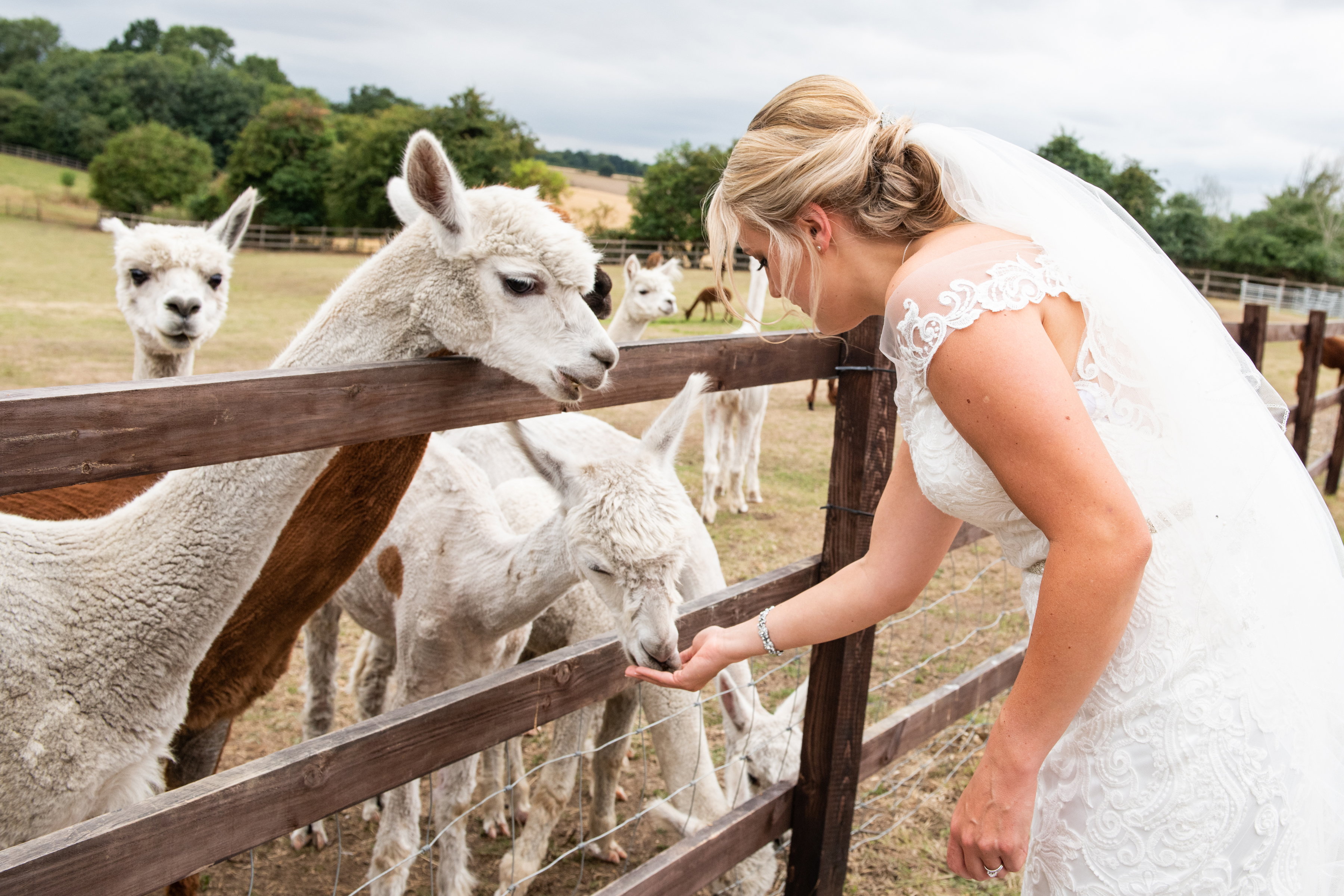 bride with alpacas