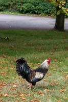 002_rooster2
