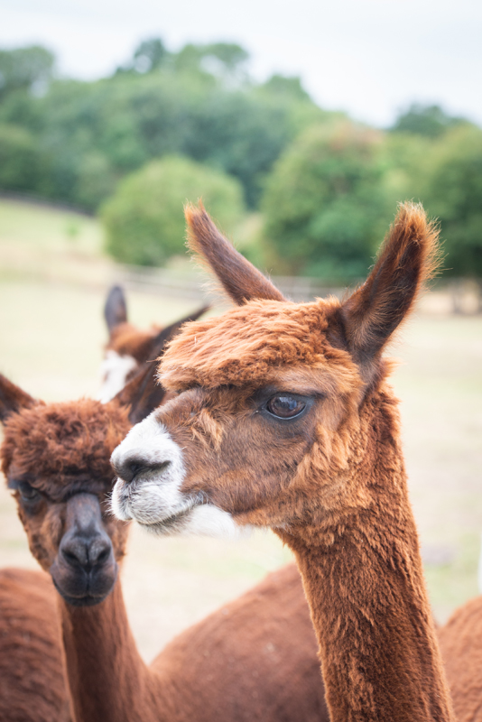 003_alpacas3