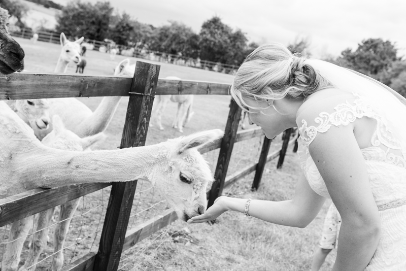 005_alpacas4_bw