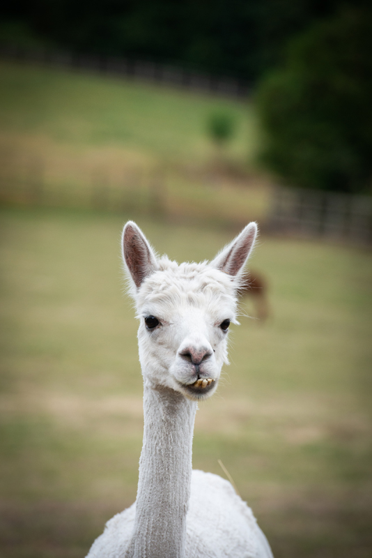 016_alpacas11