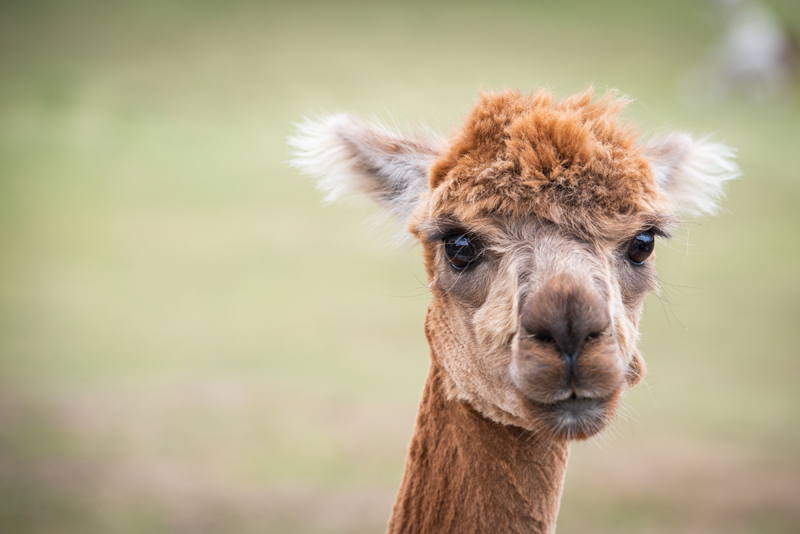 018_alpacas13