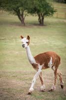 017_alpacas12