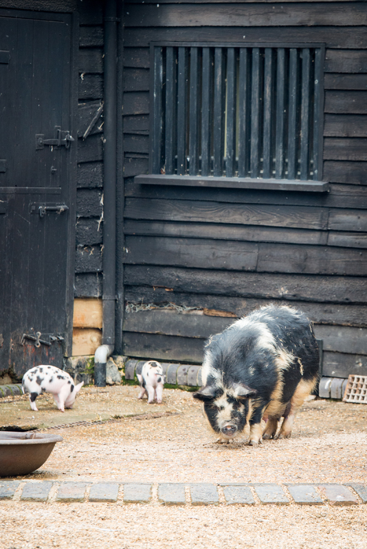 013_farmyard6