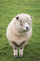 034_sheep
