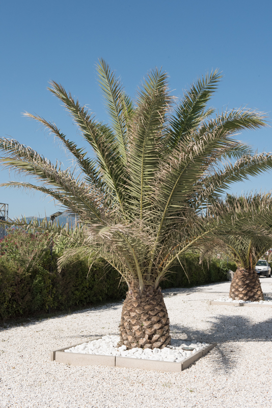 043_palm_tree