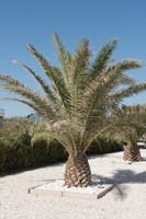 043_palm_tree